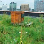 Bees en Butterfliesmat SedumSpecialist